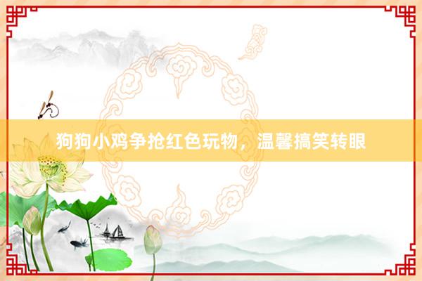 狗狗小鸡争抢红色玩物，温馨搞笑转眼